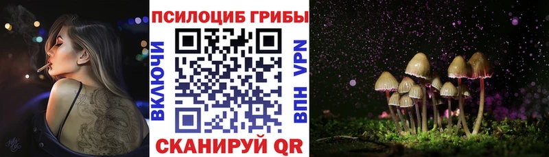 darknet Telegram  Тетюши  Псилоцибиновые грибы Cubensis 
